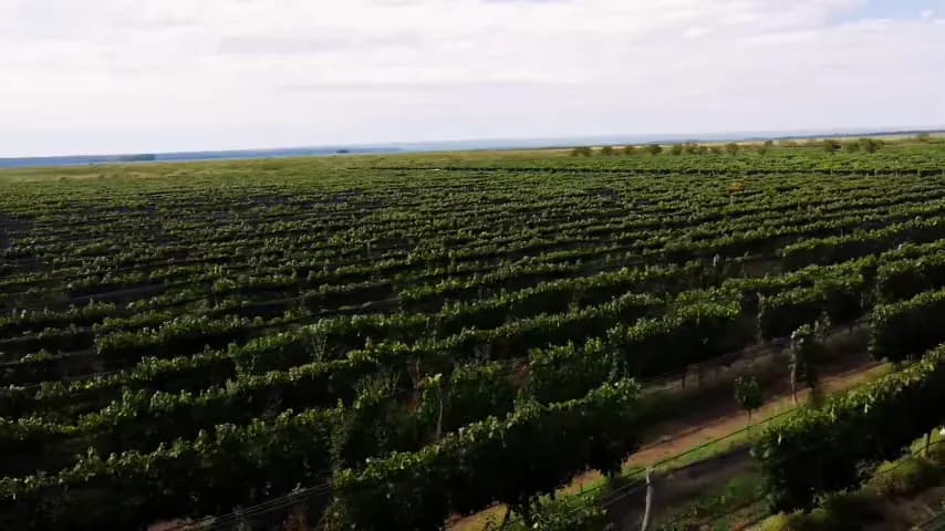 Vista aérea de las hileras del viñedo de Terralena, con una cosechadora avanzando entre las plantas